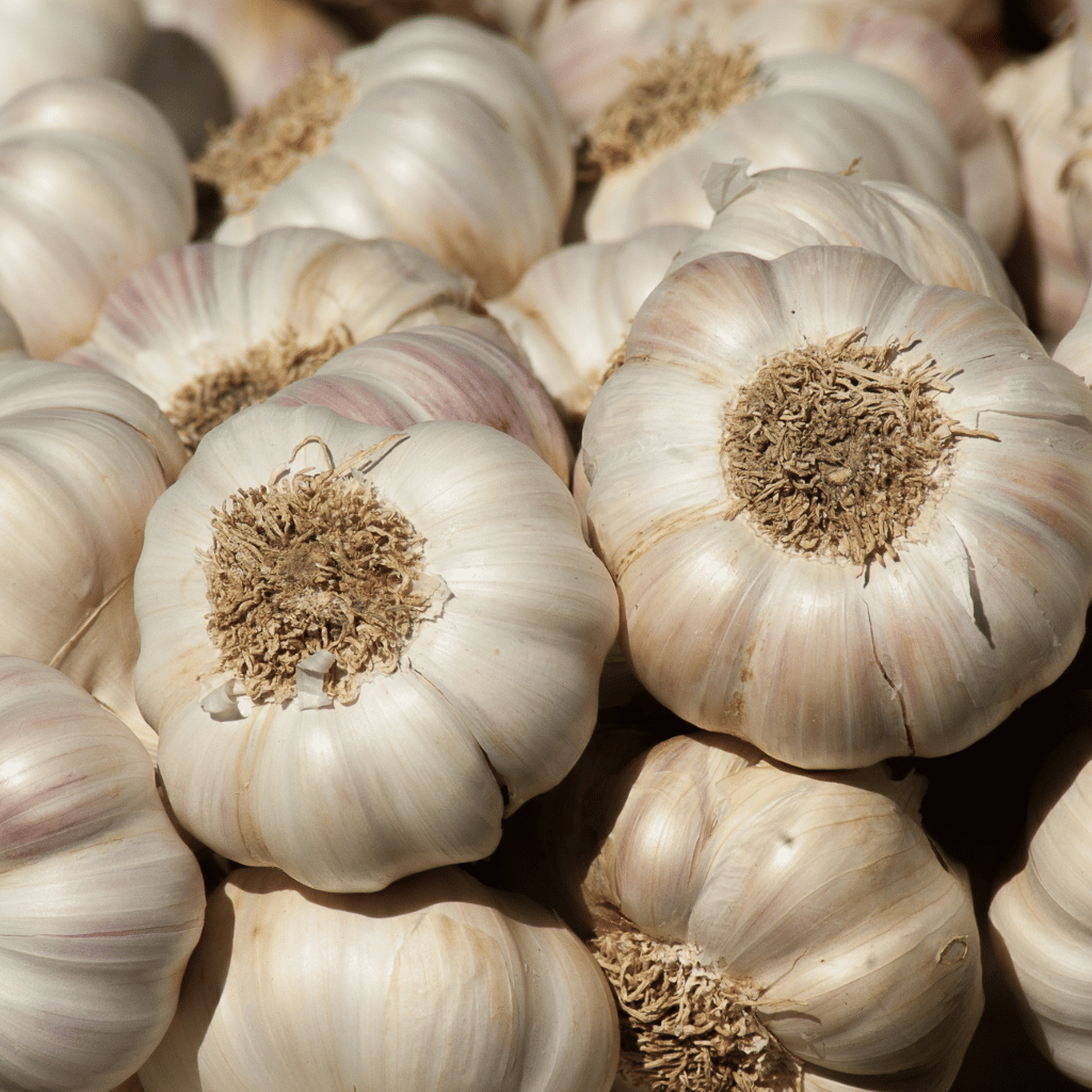 garlic