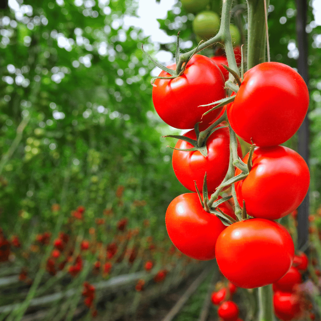 Tomato
