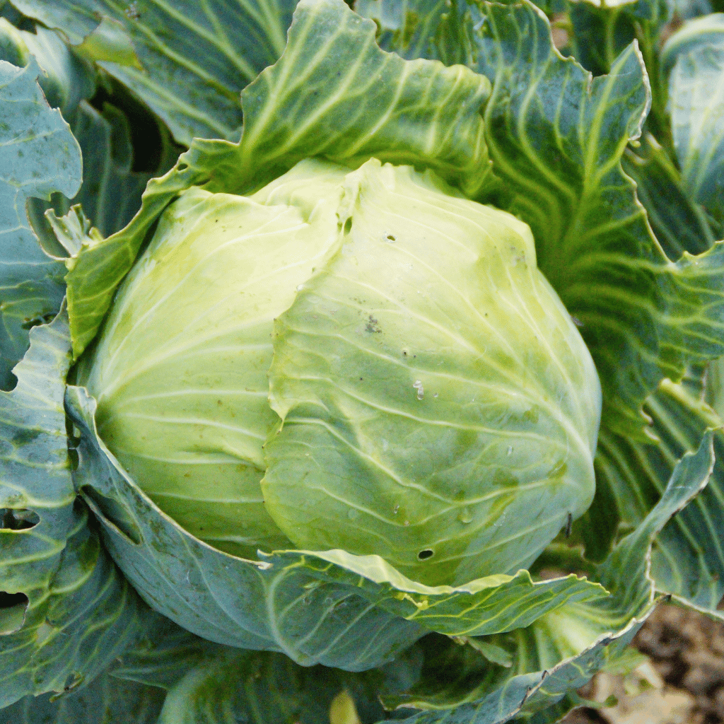 Cabbage
